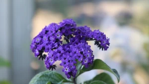 Pożałujesz, jeśli teraz go nie posadzisz. Kwitnie do jesieni, wabi motyle i pachnie jak Eden