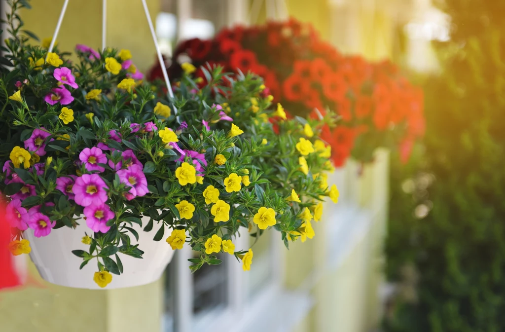 Petunia - drobniejsza odmiana surfinii