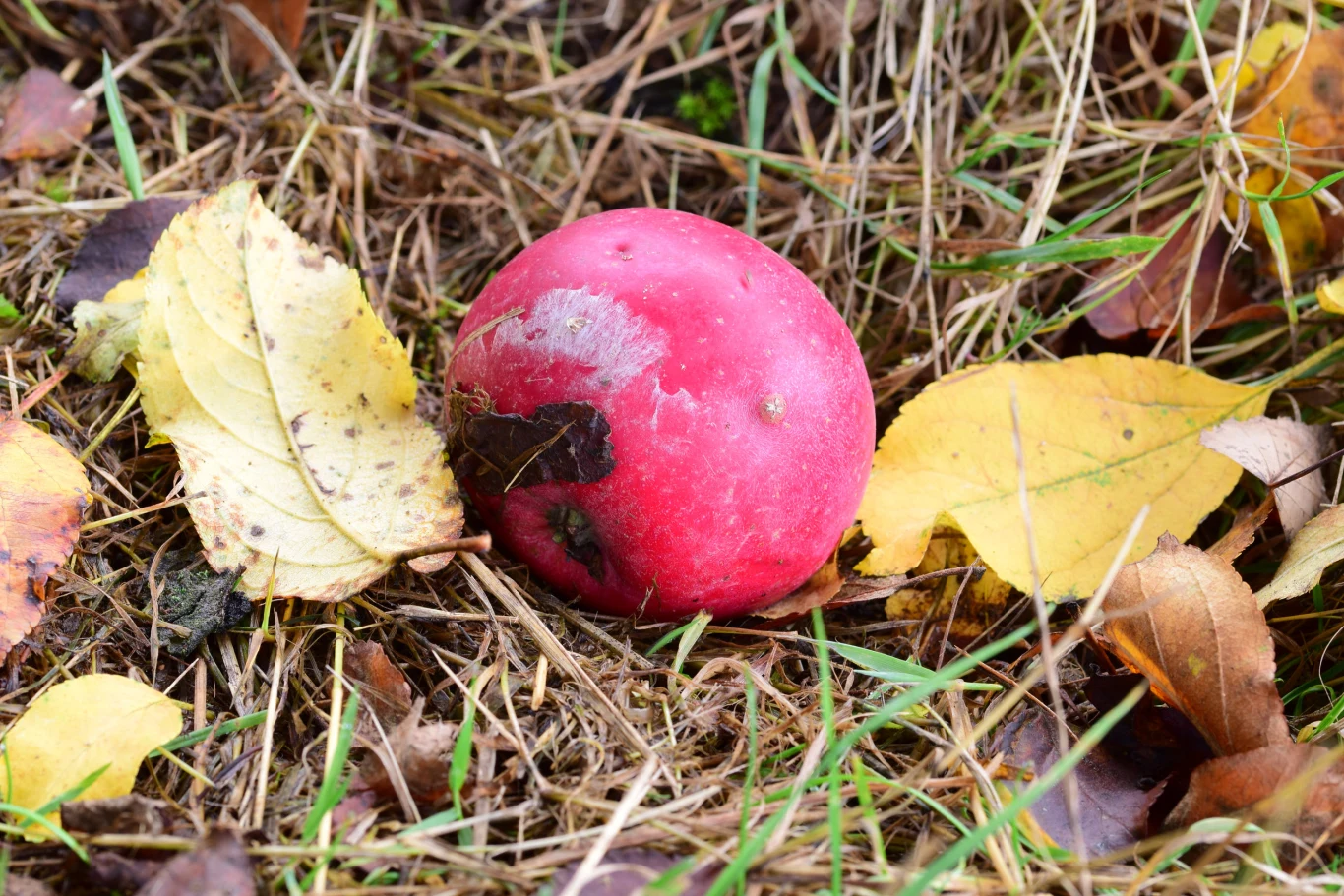 Niedojrzała papierówka, która przedwcześnie spadła z drzewa, będzie idealna do odkamieniania czajnika