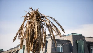 Przez trzy tygodnie warszawska palma miała uschnięte liście