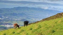 To ostatnio bardzo modny kierunek, alternatywa dla popularnych Wysp Kanaryjskich. São Miguel to portugalska wyspa wulkaniczna w archipelagu Azorów, zwana także "Zieloną Wyspą". Cztery pory roku w jeden dzień? Takie figle natura może płatać tylko na Azorach. 