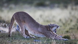 Puma; zdj. ilustracyjne