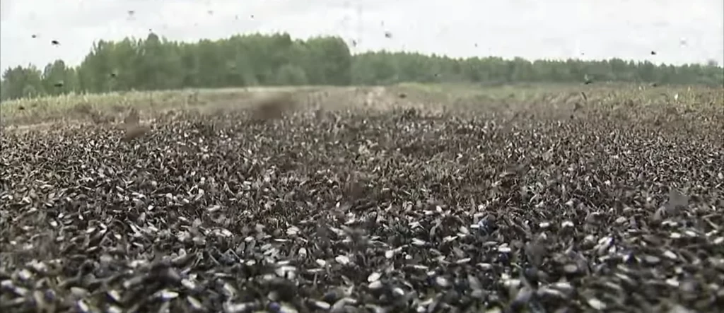 Muchy są dosłownie wszędzie. Mieszkańcy desperacko liczą na pomoc państwa