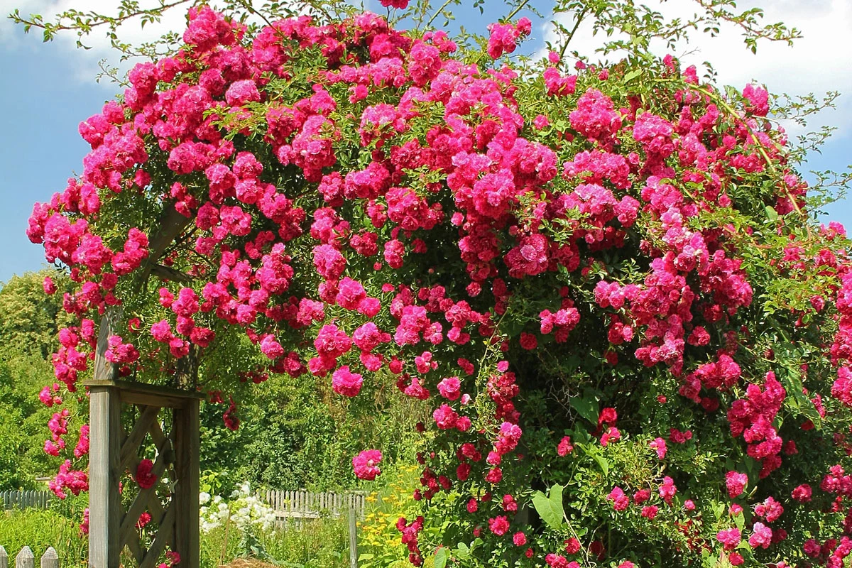 Jakie rośliny przycinać w lutym? Na liście znajdują się m.in. róże Jakie rośliny przycinać w lutym? Na liście znajdują się m.in. róże