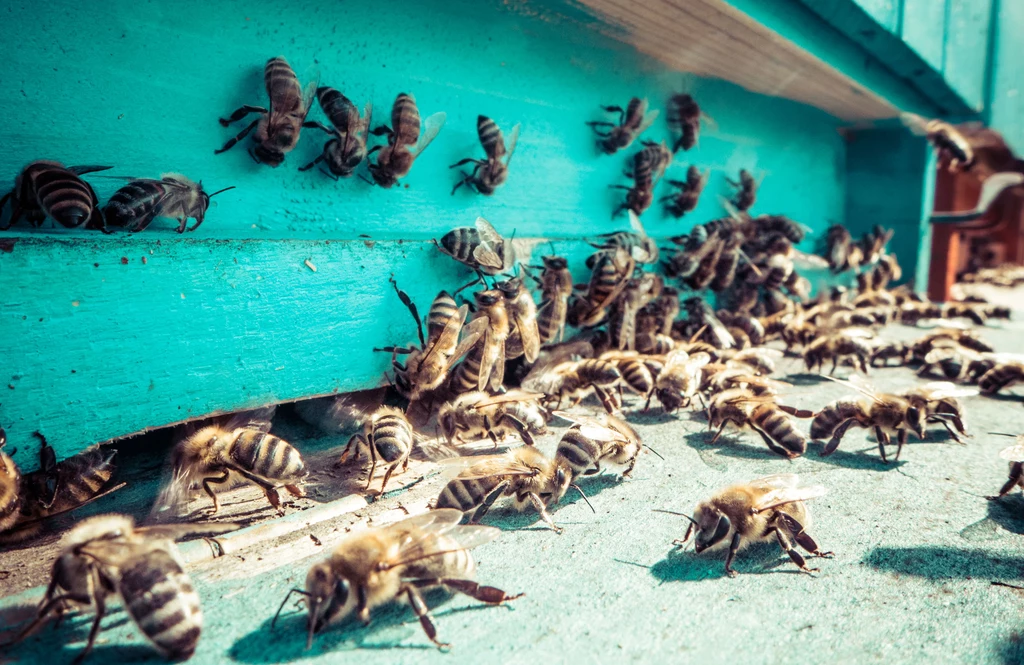 Pszczoły całą zimę spędzają w ulu, ale nie śpią