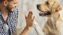 4. Labrador retriever 

Jest wytrzymały i niezmiernie łagodny wobec ludzi. Kocha ich obecność, uwielbia towarzyszyć, stróżować i wykonywać polecenia. Samotność jest dla niego największą karą i udręką. Świetnie nadaje się na kompana i psa dla rodziny, słabo - na stróża, ponieważ każdy człowiek w zasięgu jego wzroku natychmiast staje się jego przyjacielem.  Labradory mają niezwykle pogodne, optymistyczne usposobienie. Są pojętne i szybko się uczą.