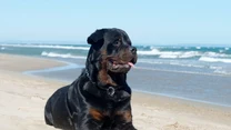 2. Rottweiler  

Niezwykle silny fizycznie, zawsze gotowy do walki, bardzo terytorialny. Wymaga mocnych zasad i silnego, stanowczego wychowania, bez tego trudno będzie mieć nad nim kontrolę.  Bardzo przywiązany do właścicieli, lubiący ludzi i życie rodzinne, kochający dzieci i niezwykle wobec nich opiekuńczy. Świetny w roli psa obronnego i stróżującego. Inteligentny i pojętny.