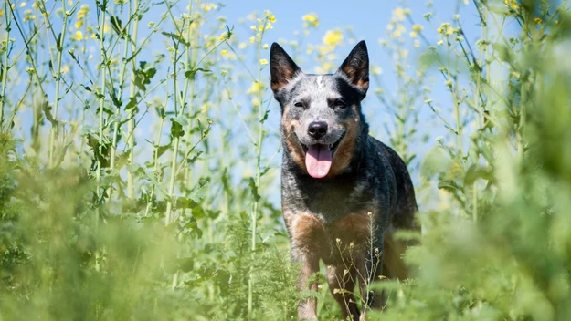 1. Australian Cattle Dog

To najbardziej inteligenta rasa psów w zestawieniu. Niezbyt duży, ale mocny, wytrzymały i bardzo ruchliwy. Ma naturę psa pasterskiego, dlatego świetnie sprawdza się, jako stróż albo pies do wykonywania zadań specjalnych: aportowania, pilnowania, czy towarzyszenia.   Niezwykle wierny, lojalny. Kontakt z człowiekiem jest dla niego największą nagrodą i radością. Samotność – karą i prawdziwą udręką.