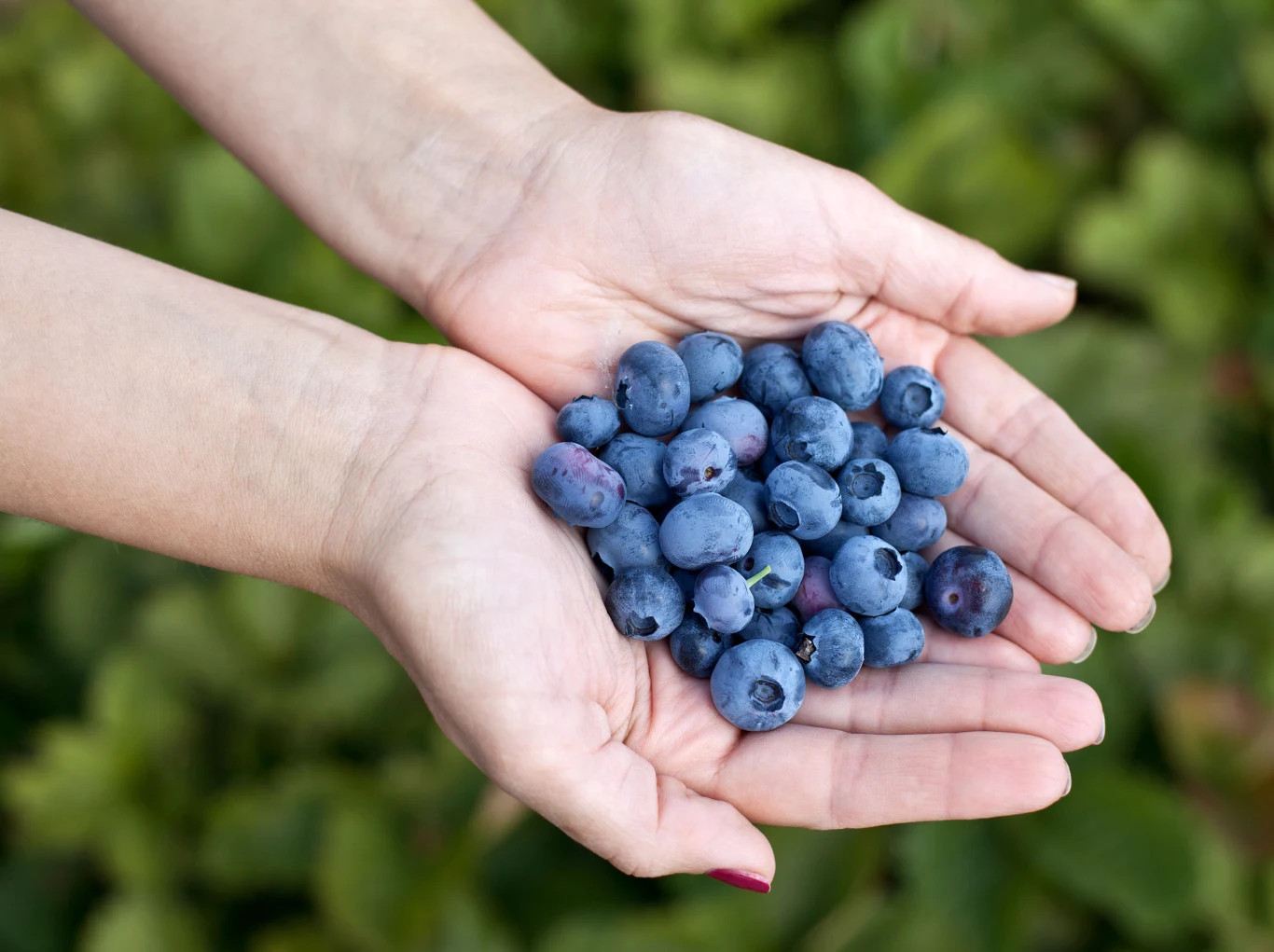 Borówka amerykańska jest smaczna i zdrowa. Wiosną wykonaj jej odmładzające cięcie, by latem móc cieszyć się pysznymi owocami Borówka amerykańska jest smaczna i zdrowa. Wiosną wykonaj jej odmładzające cięcie, by latem móc cieszyć się pysznymi owocami