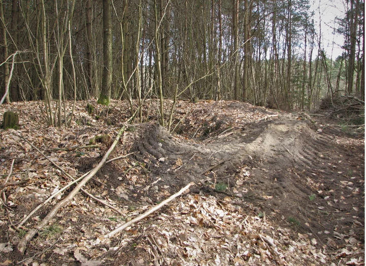 Jama K5 "kromlechu" zniszczona częściowo przez zrywkę drewna Jama K5 "kromlechu" zniszczona częściowo przez zrywkę drewna