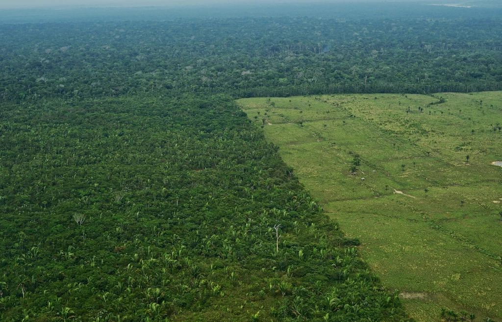 Amazonia, na zdjęciu cześć wyciętych terenów Amazonia, na zdjęciu cześć wyciętych terenów