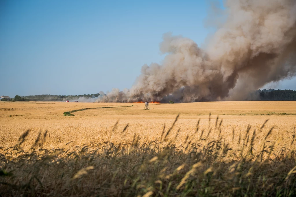 Pożar pól podczas suszy Pożar pól podczas suszy