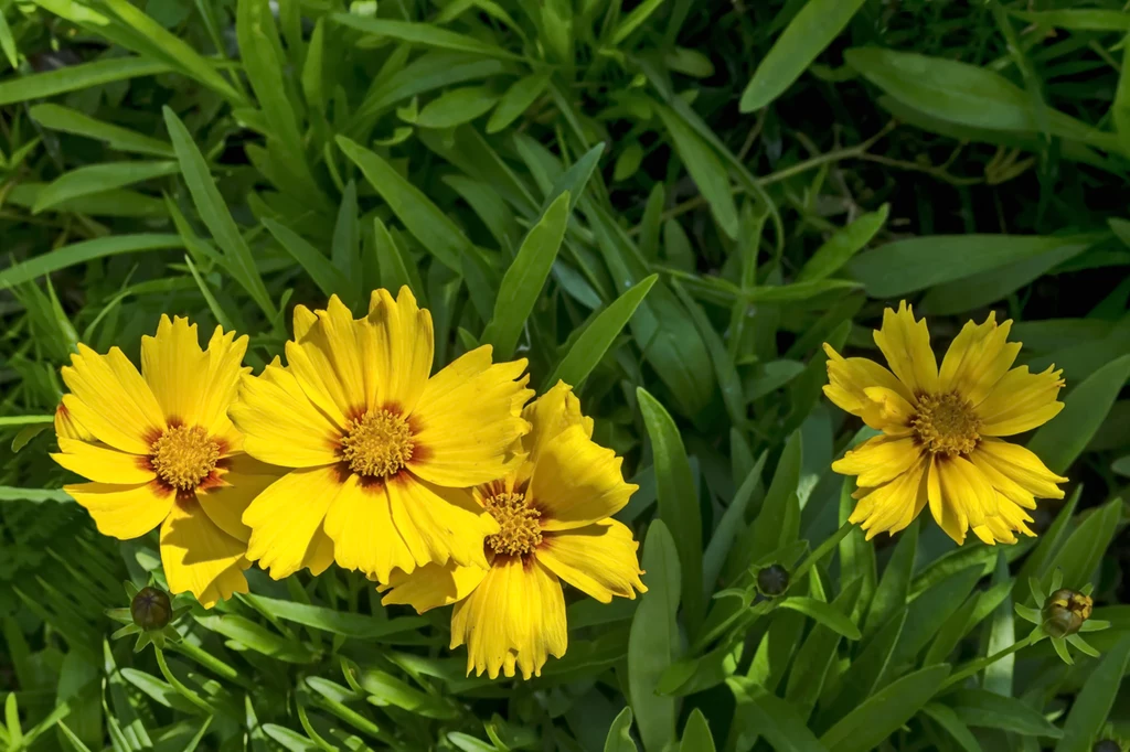 Coreopsis grandiflora nadaje się także na kwiat cięty