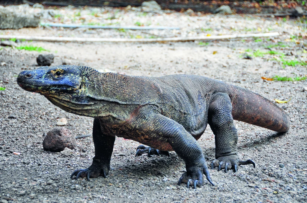 Warany, endemiczne jaszczury zwane smokami z Komodo, są silne, szybkie i bardzo niebezpieczne 