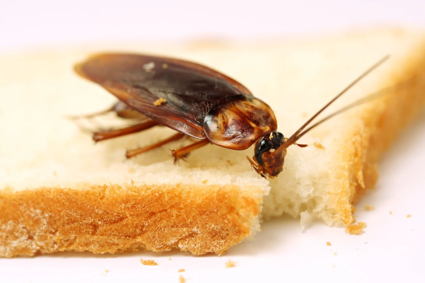 . .