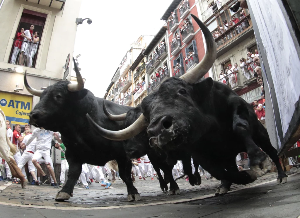 Zaganianie byków w czasie fiesty Sanfermines Zaganianie byków w czasie fiesty Sanfermines