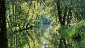 Zachwycający Szprewald 