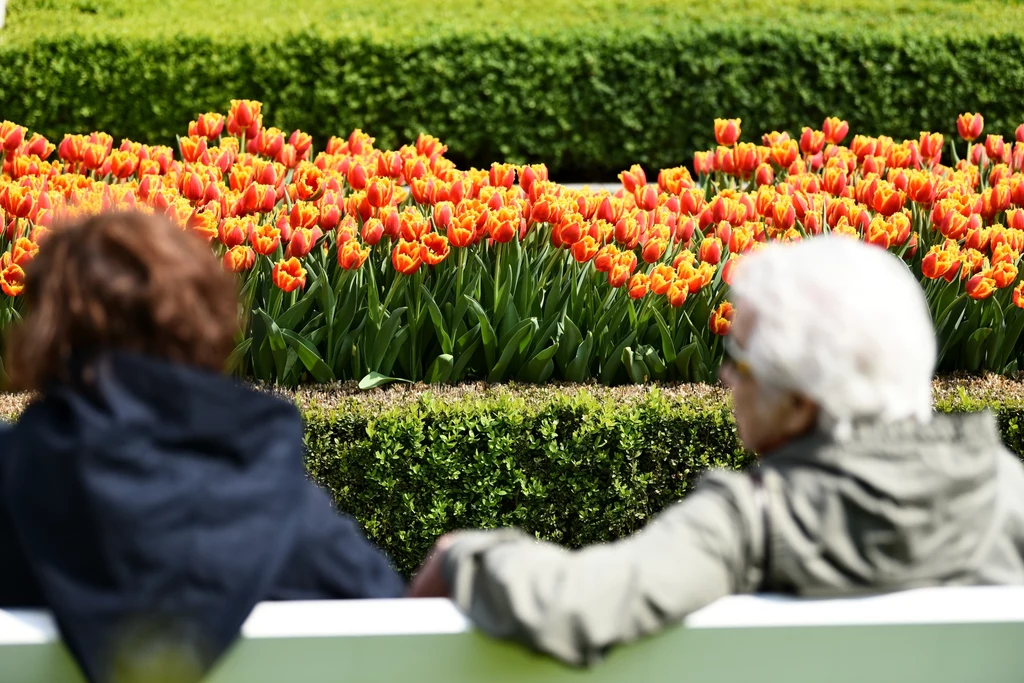 Tulipany w zamkowym ogrodzie Tulipany w zamkowym ogrodzie