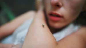 Skuteczna walka z komarami