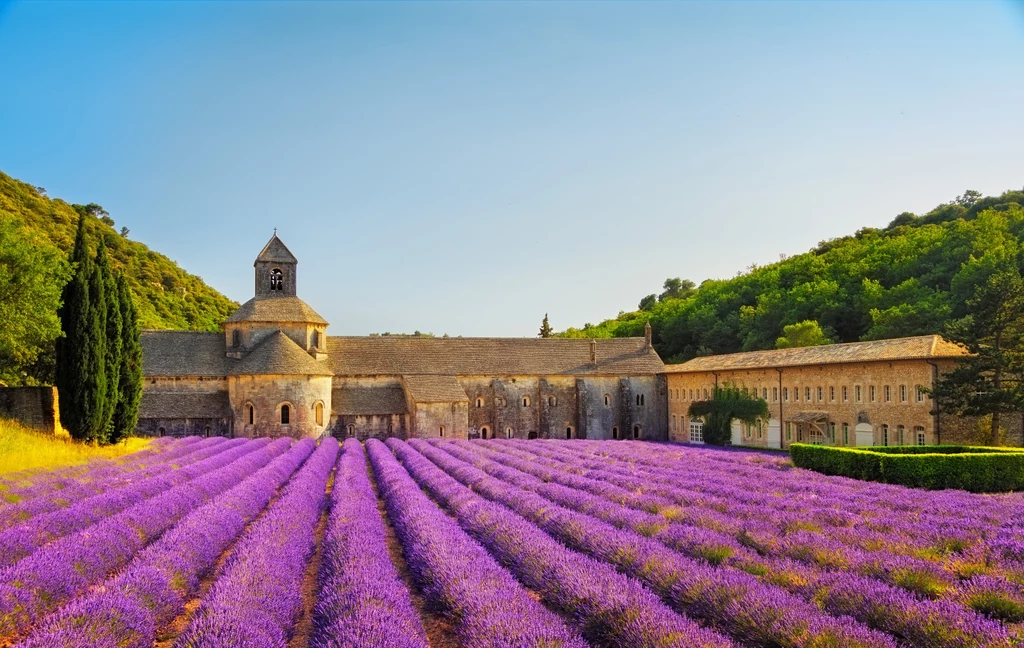 Słynne pola lawendowe regionu Luberon