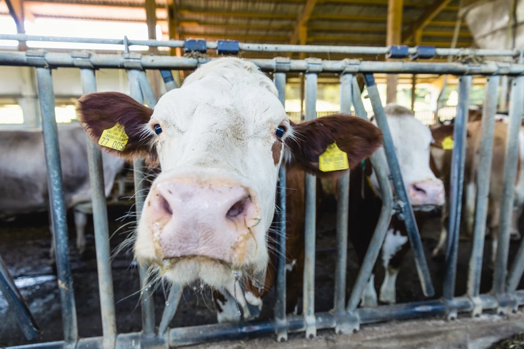 Duńscy naukowcy wymyślili sposób na eliminowanie metanu produkowanego przez krowy