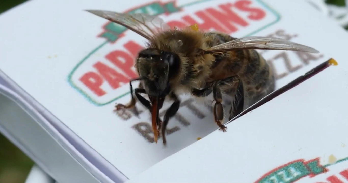 Nie zapomniano nawet o pudełkach na wynos. Oczywiście w odpowiednim dla pszczół rozmiarze