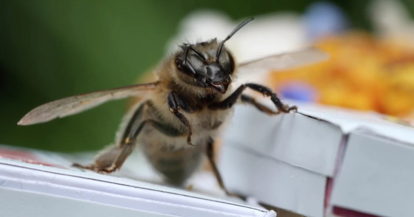 Pizza dla pszczół? Dlaczego nie!