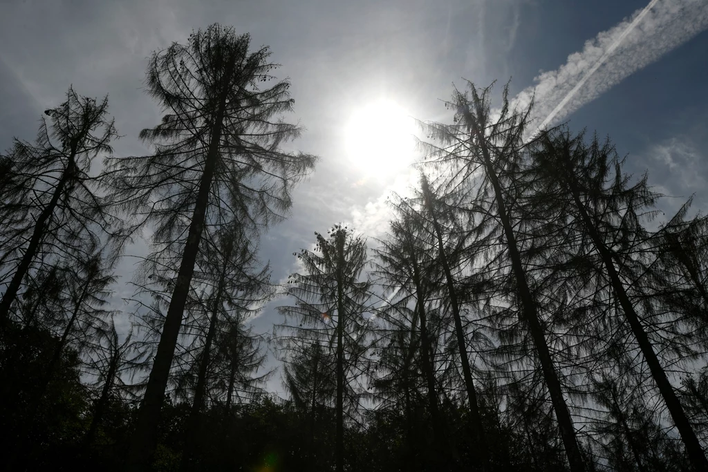 W najbliższych dniach temperatury w Niemczech mają wzrosnąć do 40 stopni Celsjusza