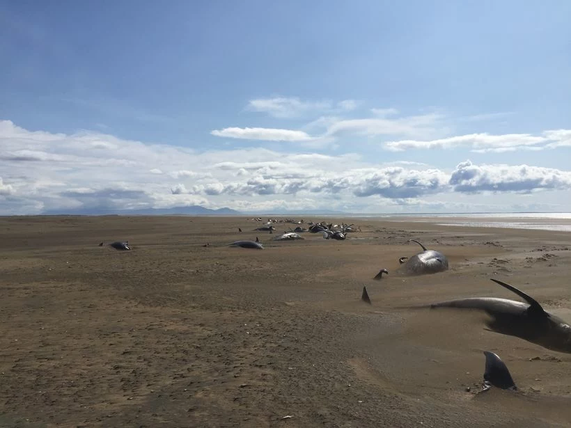 Martwe grindwale na islandzkiej plaży