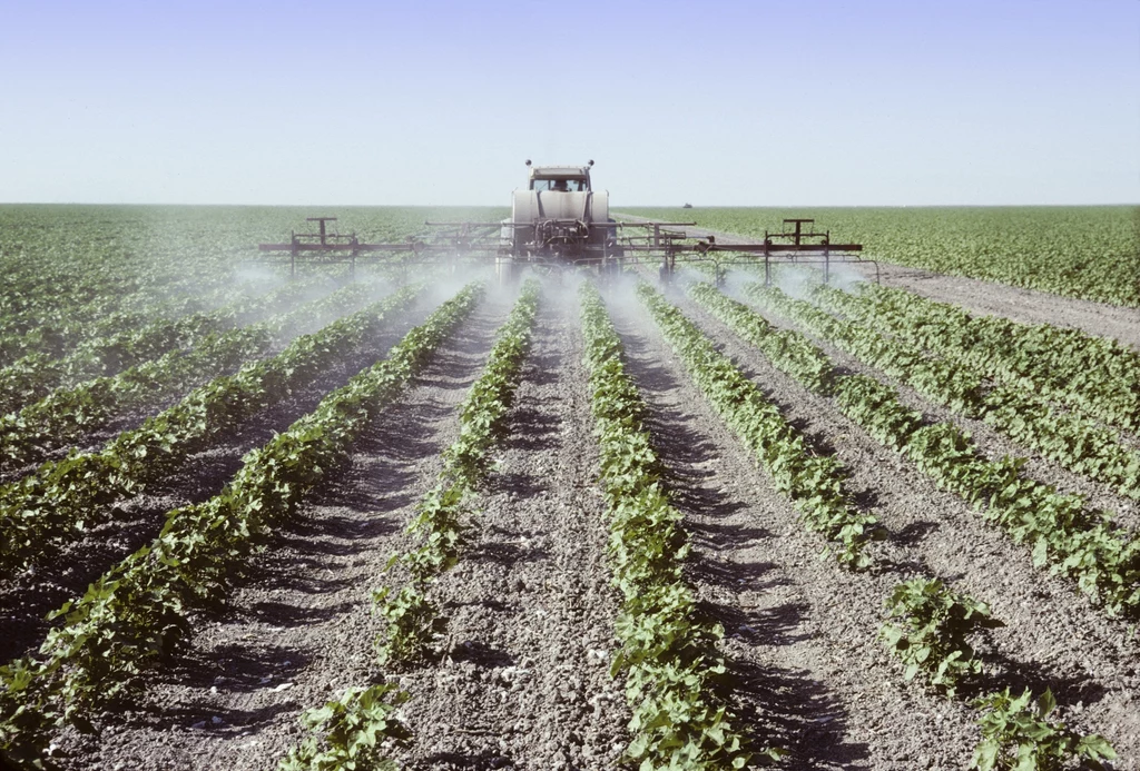 Nie musimy się martwić obecnością pestycydów w żywności. Ich stosowanie jest ściśle regulowane, a ich minimalne ilości nie szkodzą zdrowiu
