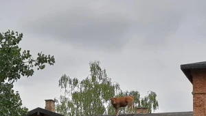 Mazowieckie: Krowa utknęła na dachu budynku