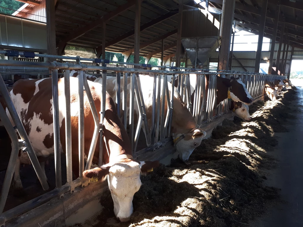 Nawet 100 kg pokarmu dziennie - tyle jest w stanie zjeść każda z alpejskich krów.