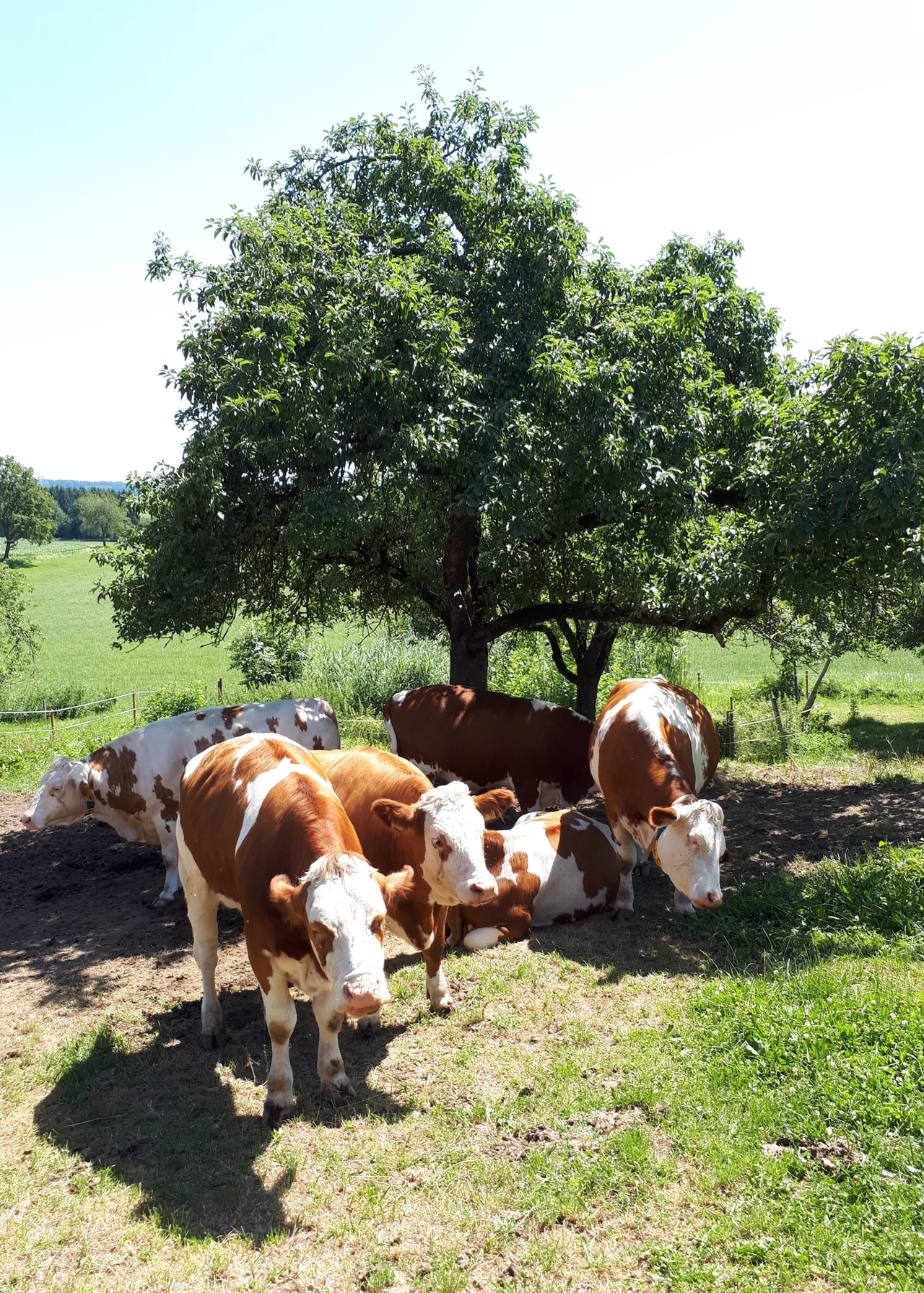 Poczucie bycia częścią stada jest niezwykle ważne dla krów. Właśnie dlatego hodowcy zrezygnowali z osobnych boksów dla krowy, robiąc jedną wielką zagrodę dla wszystkich!