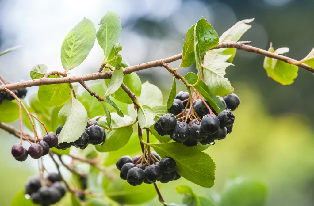 Aronia. Chroni przed przeziębieniem, zawałem serca, a nawet alergią