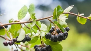 Aronia. Poznaj jej wachlarz zalet