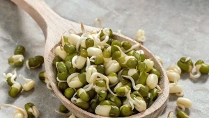 Kiełki fasoli mung coraz częściej można spotkać w sklepach. Sprawdź, dlaczego warto je jeść