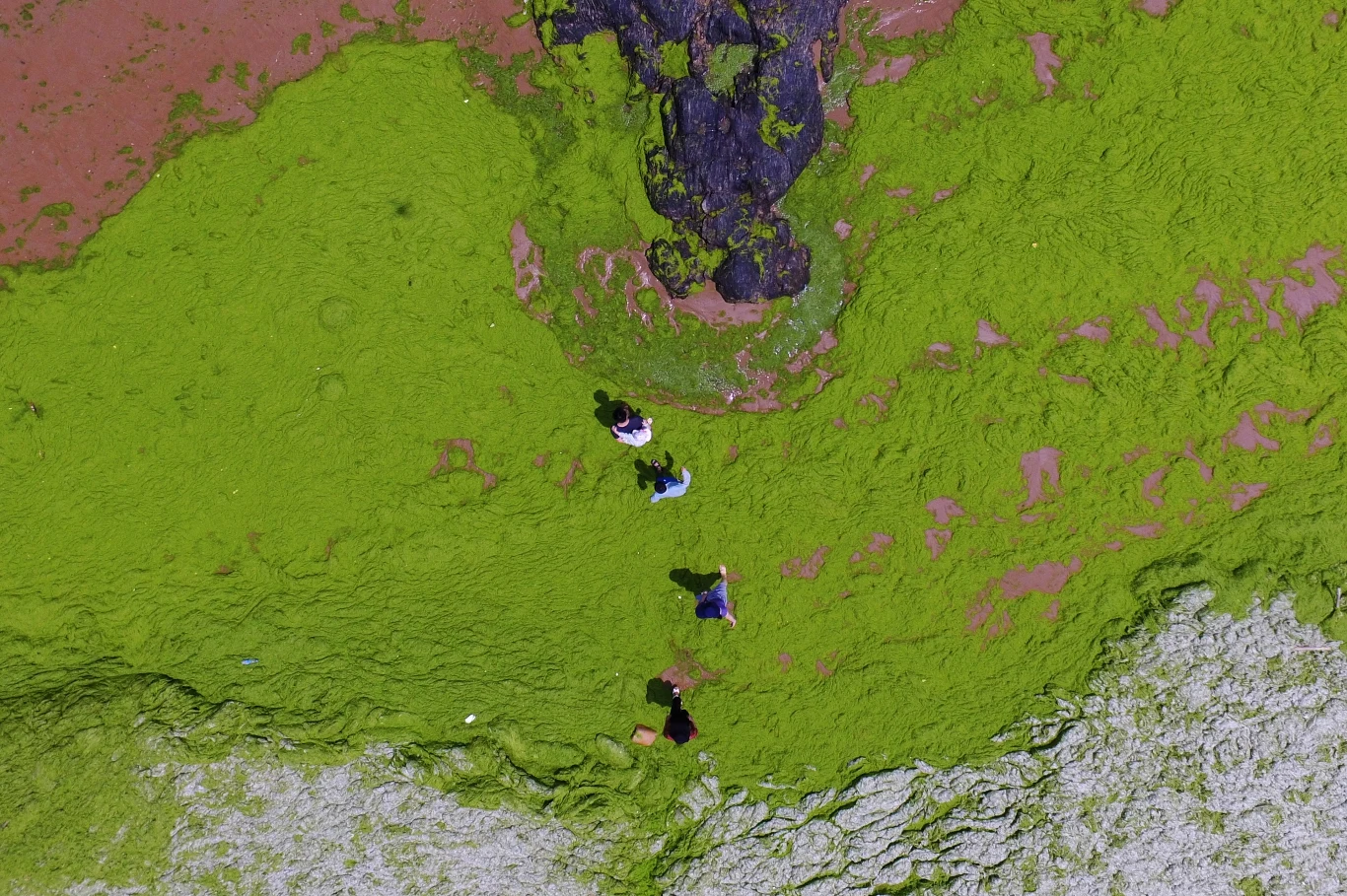 Mniejsza ilość ryb morskich to nie tylko brak pożywienia. To także większe ryzyko wykwitu mikroorganizmów takich jak sinice Mniejsza ilość ryb morskich to nie tylko brak pożywienia. To także większe ryzyko wykwitu mikroorganizmów takich jak sinice