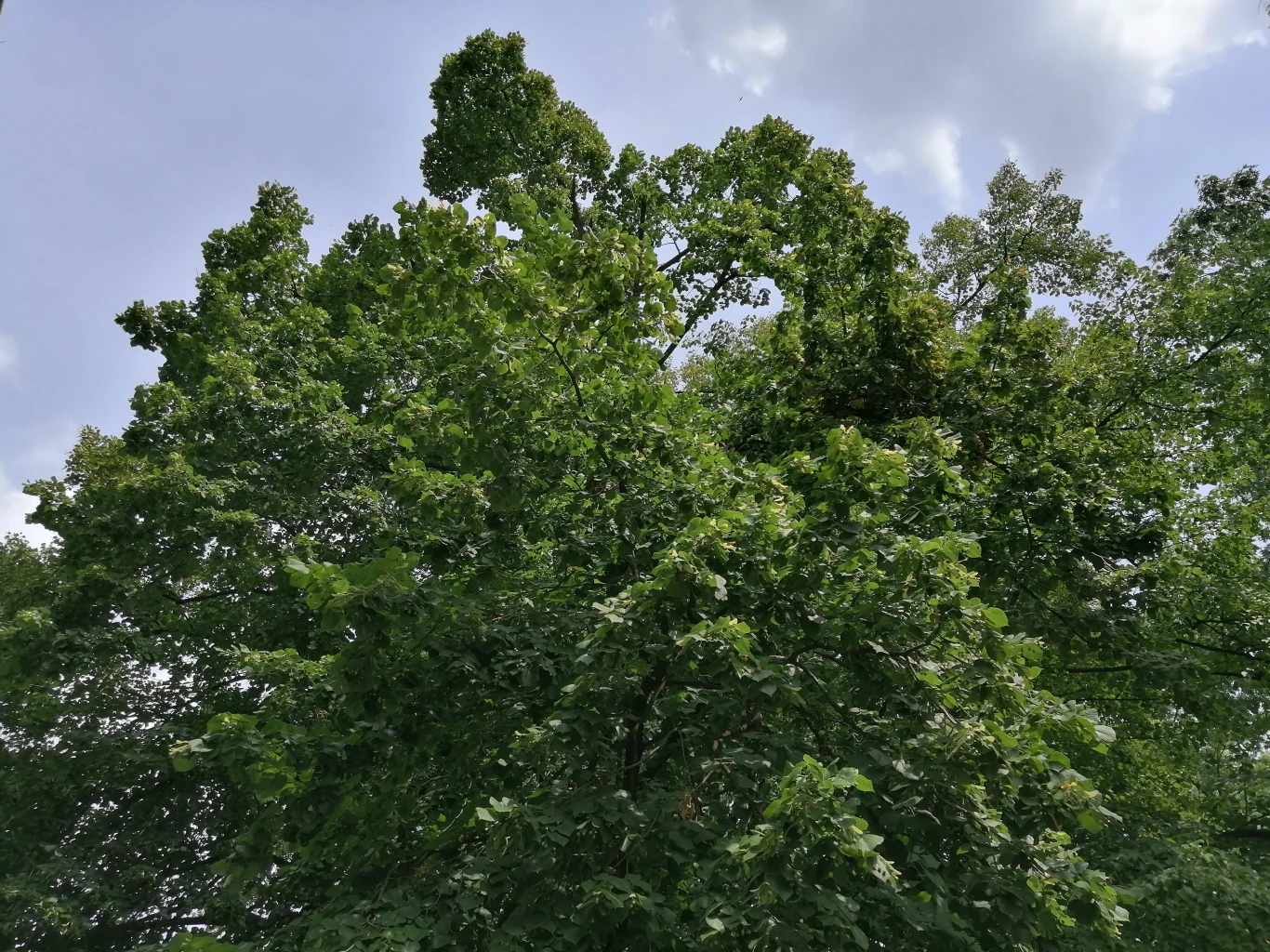 Huawei P Smart Z - przykładowe zdjęcia Huawei P Smart Z - przykładowe zdjęcia