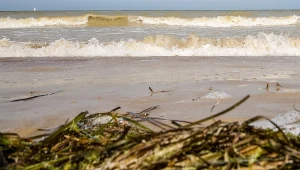 Zakwit sinic, zdj. ilustracyjne 