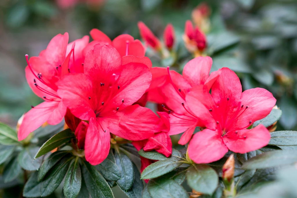 Rododendron to jedna z najpopularniejszych roślin ogrodowych