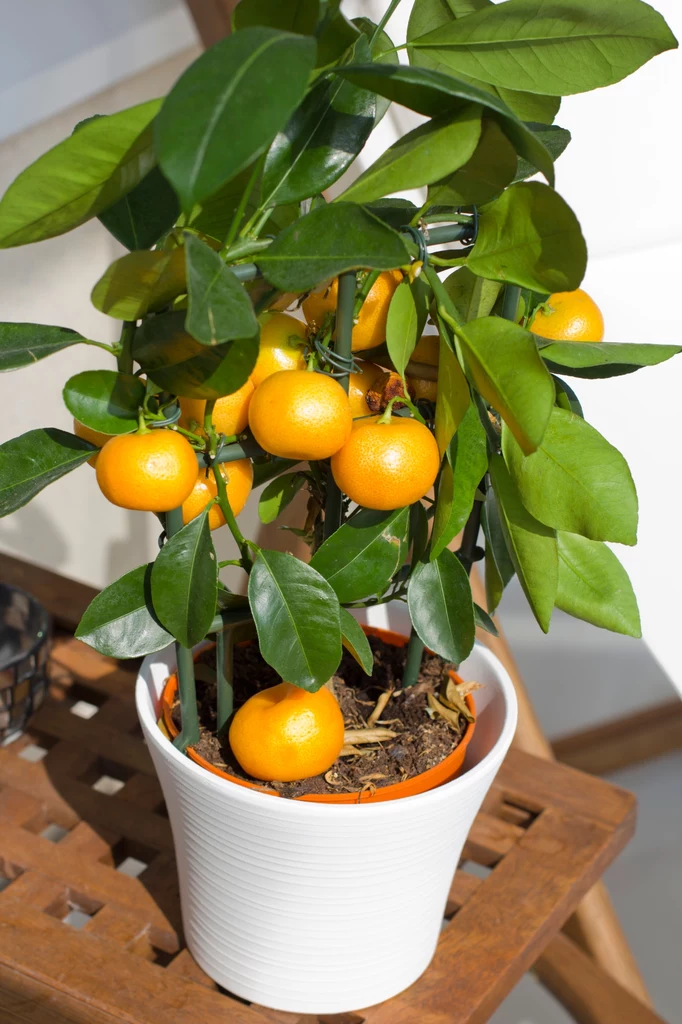 Kalamondyna to miniaturowe drzewko pomarańczowe