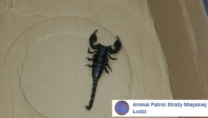 Skorpion na jednej z posesji w Łodzi