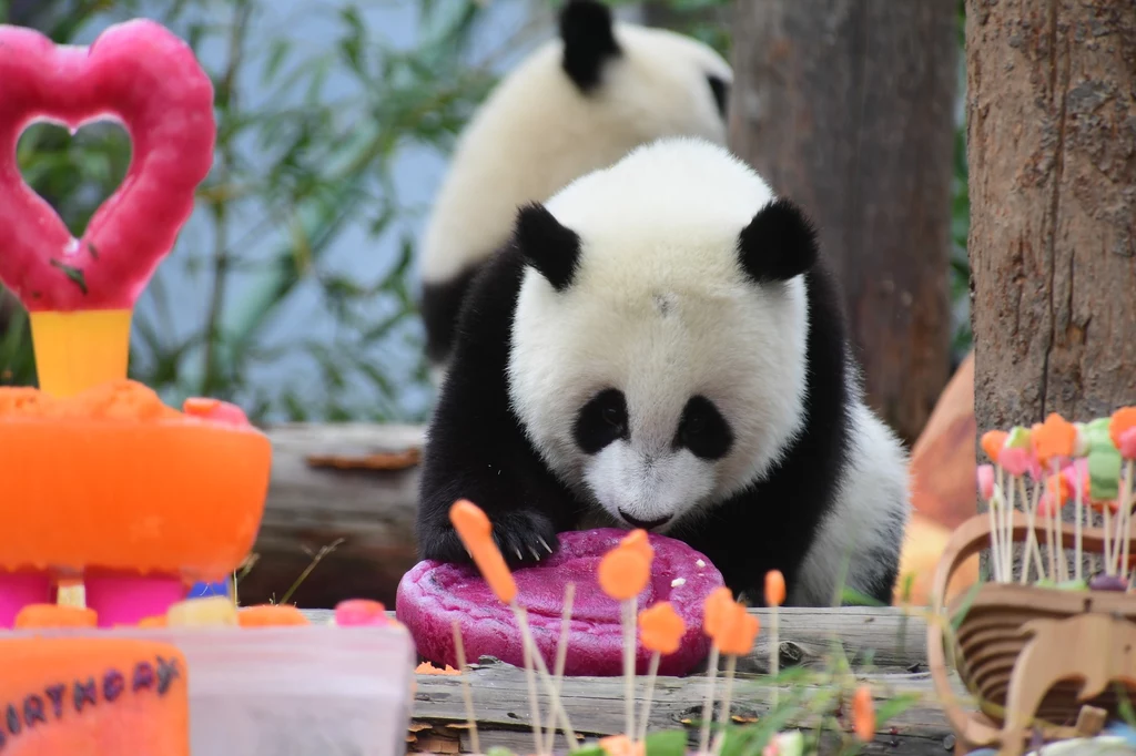 Pracownicy przedszkola zorganizowali swoim podopiecznym przyjęcie z prezentami. Fot. Xue Yubin/Xinhua News Pracownicy przedszkola zorganizowali swoim podopiecznym przyjęcie z prezentami. Fot. Xue Yubin/Xinhua News