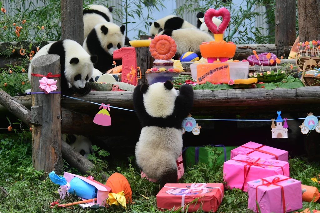 W programie ratowania pand biorą udział także ogrody zoologiczne na całym świecie. Fot. Xue Yubin/Xinhua News W programie ratowania pand biorą udział także ogrody zoologiczne na całym świecie. Fot. Xue Yubin/Xinhua News