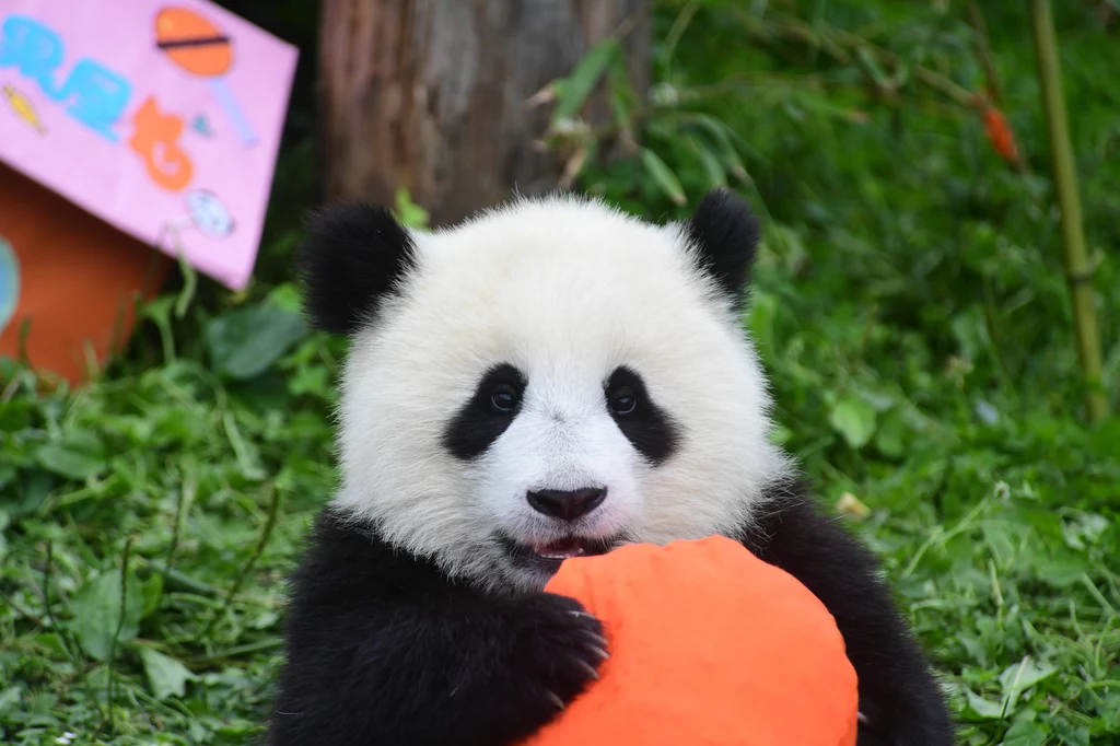 Ze względu na rzadkość występowania jej wizerunek został wykorzystany jako logo Światowego Funduszu dla Przyrody (WWF). Fot. Xue Yubin/Xinhua News Ze względu na rzadkość występowania jej wizerunek został wykorzystany jako logo Światowego Funduszu dla Przyrody (WWF). Fot. Xue Yubin/Xinhua News