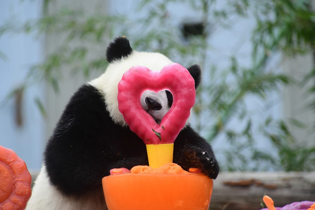 Pandom wielkim grozi wyginięcie. Fot. Xue Yubin/Xinhua News Pandom wielkim grozi wyginięcie. Fot. Xue Yubin/Xinhua News