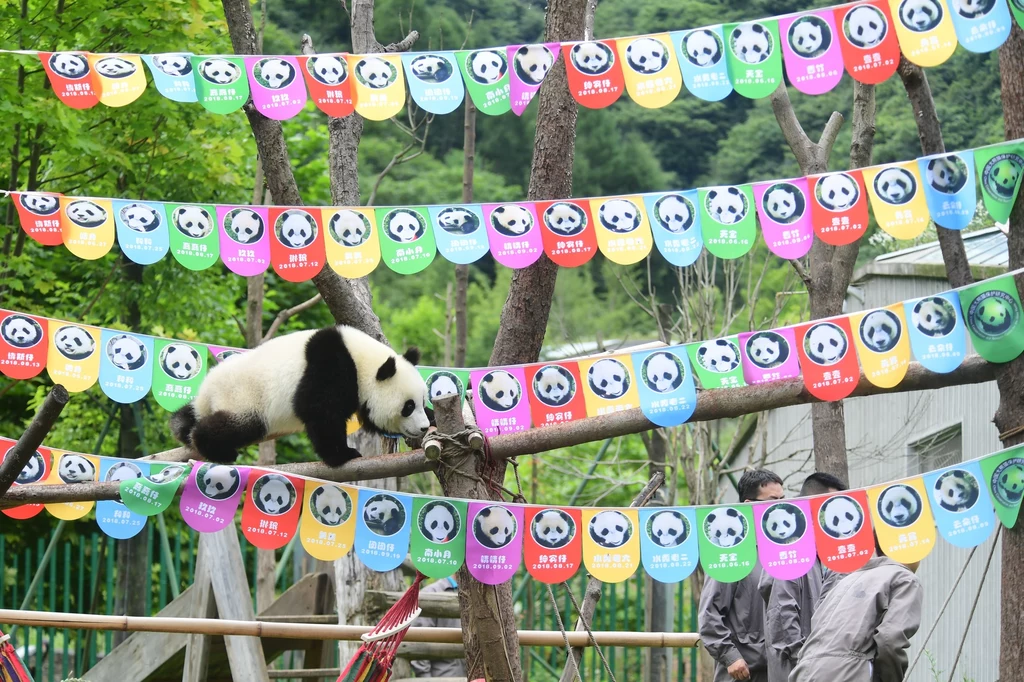 Panda wielka (Ailuropoda melanoleuca) od bardzo wielu lat jest symbolem światowej walki o ochronę przyrody. Fot. Xue Yubin/Xinhua News Panda wielka (Ailuropoda melanoleuca) od bardzo wielu lat jest symbolem światowej walki o ochronę przyrody. Fot. Xue Yubin/Xinhua News