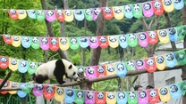 Panda wielka (Ailuropoda melanoleuca) od bardzo wielu lat jest symbolem światowej walki o ochronę przyrody. Fot. Xue Yubin/Xinhua News