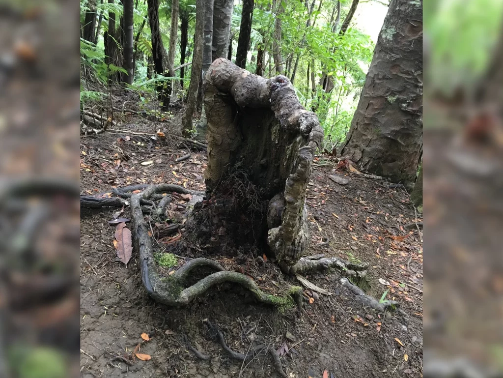 To drzewo już dawno powinno nie żyć. Fot. Sebastian Leuzinger / iScience 