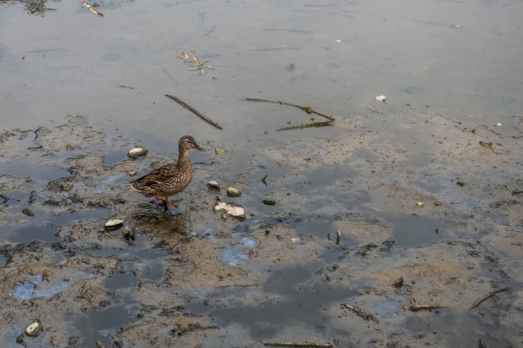 Przyczyną nieprzyjemnego zapachu są gnijąca na dnie rzeki rośliny, a także osad, który zebrał się w rurach i kanałach Przyczyną nieprzyjemnego zapachu są gnijąca na dnie rzeki rośliny, a także osad, który zebrał się w rurach i kanałach